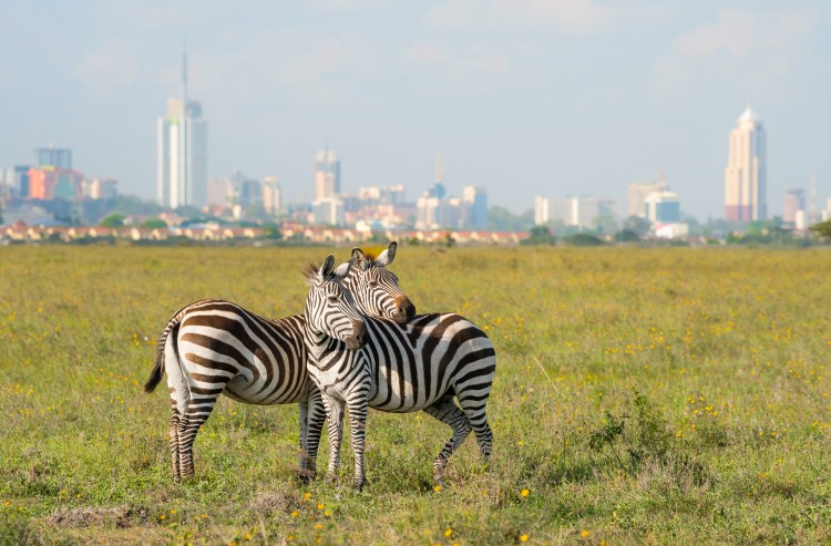 Zebras in Kenya