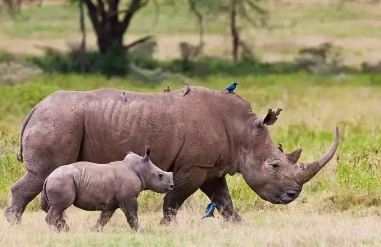 Black Rhinos - Nairobi National Park