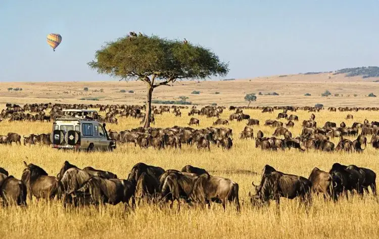 Maasai Mara Safari