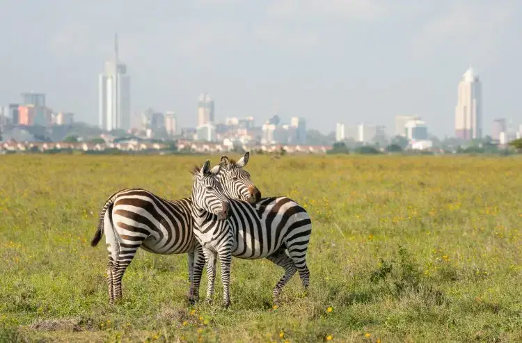 nairobi city zebra Nairobi, Kenya - 5 Places to See if an African Safari is on your Travel Bucket List
