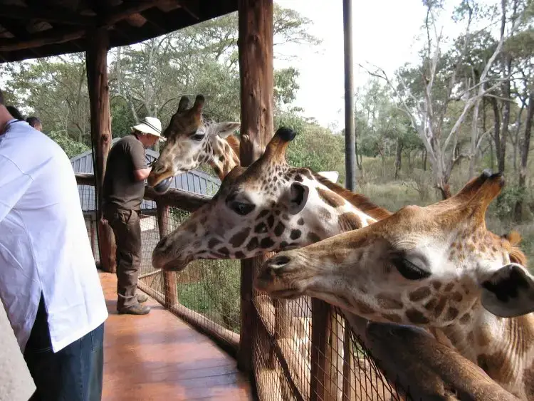 Endangered Rothschild Giraffes at the Giraffe Manor Sanctuary