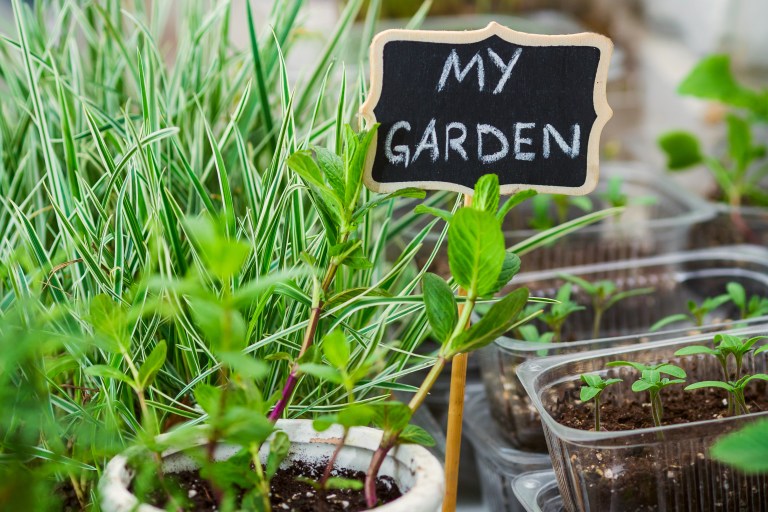 Gardening Gardening is Growing: How the Pandemic Created Green Thumbs