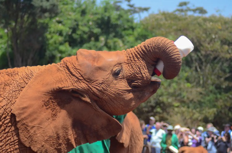 Elephant Orphanage, David Sheldrick Wildlife Trust