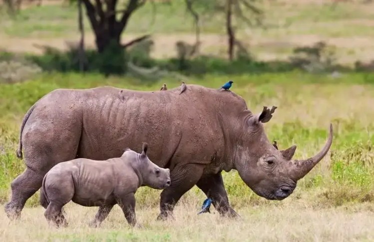Black Rhinos - Nairobi National Park